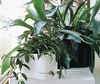 Riihitie Plant Pot B