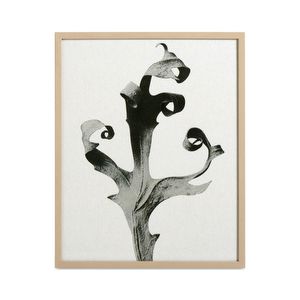 Delphinium-taulu, 42 x 52 cm
