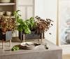 Botanic Plant Box Botanic Plant Box
