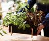 Botanic Plant Box Botanic Plant Box