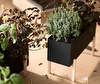 Botanic Plant Box Botanic Plant Box