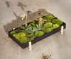 Botanic Plant Tray Botanic Plant Tray