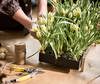 Botanic Plant Tray Botanic Plant Tray