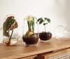 Grow Mini Greenhouse Grow Mini Greenhouse