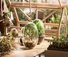 Grow Mini Greenhouse