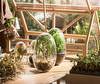 Grow Mini Greenhouse Grow Mini Greenhouse