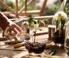 Grow Mini Greenhouse Grow Mini Greenhouse