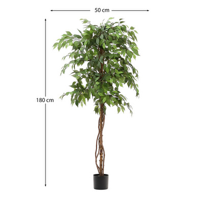 Ficus-tekokasvi