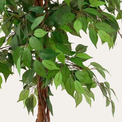 Ficus-tekokasvi