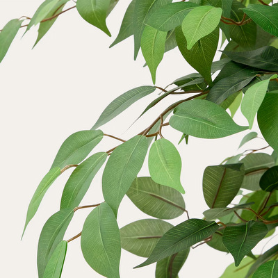 Ficus-tekokasvi