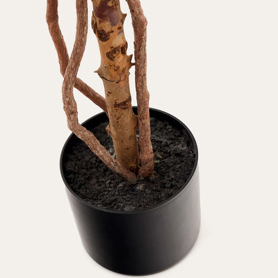 Ficus-tekokasvi