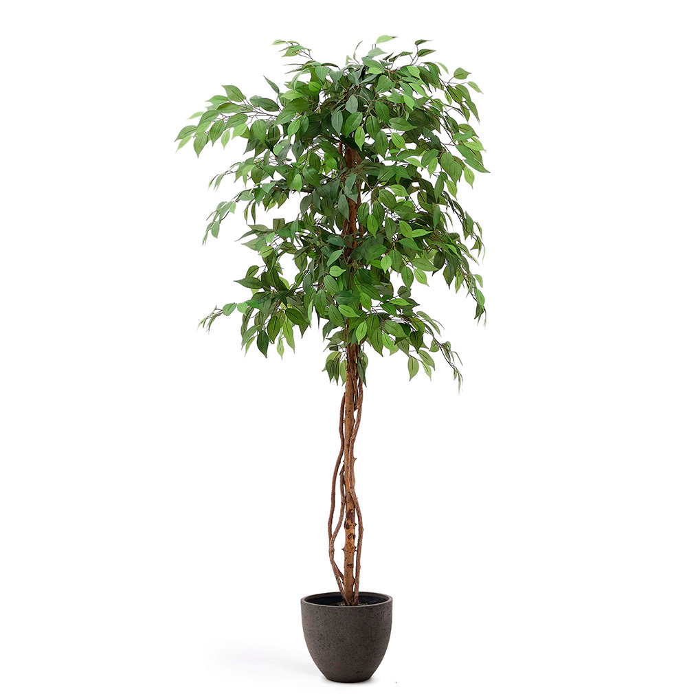Ficus-tekokasvi