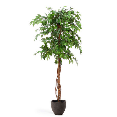 Ficus-tekokasvi