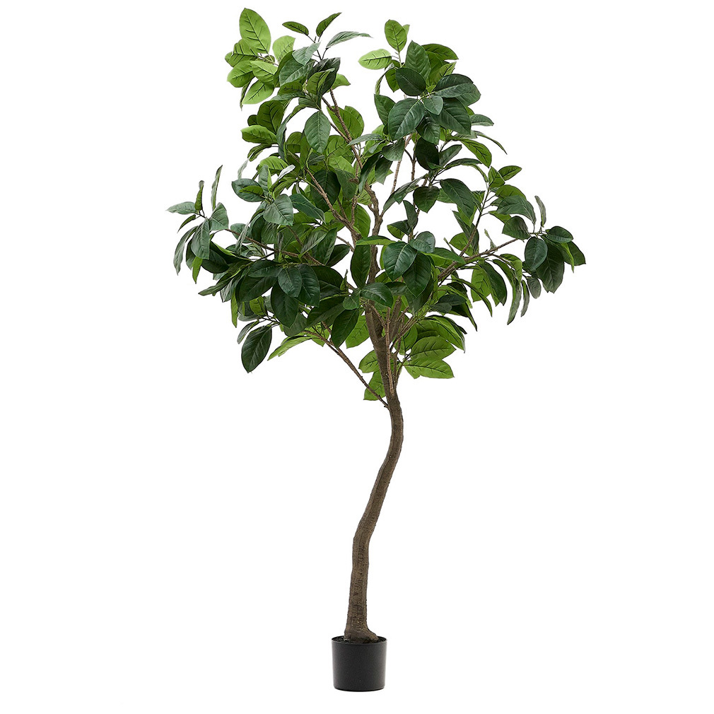 Ficus-tekokasvi