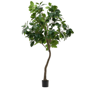 Ficus-tekokasvi, K 210 cm