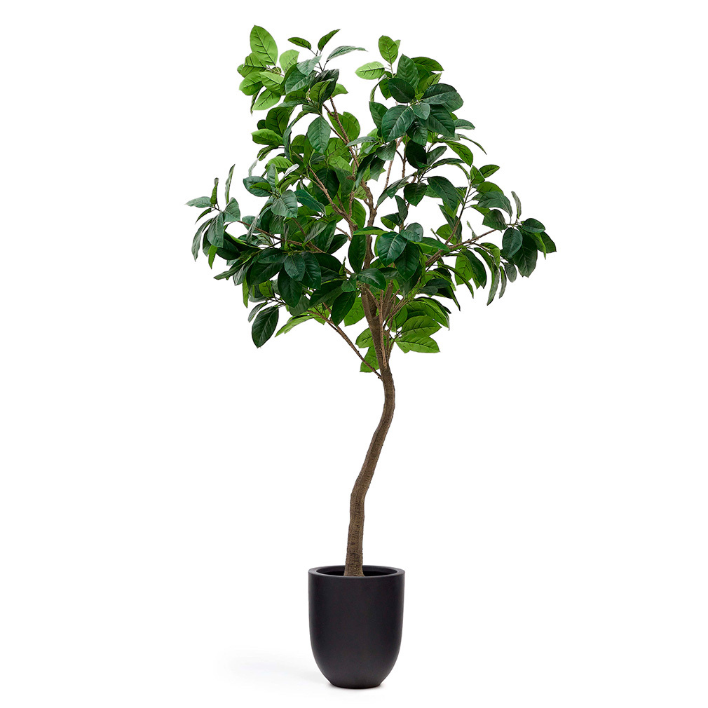 Ficus-tekokasvi