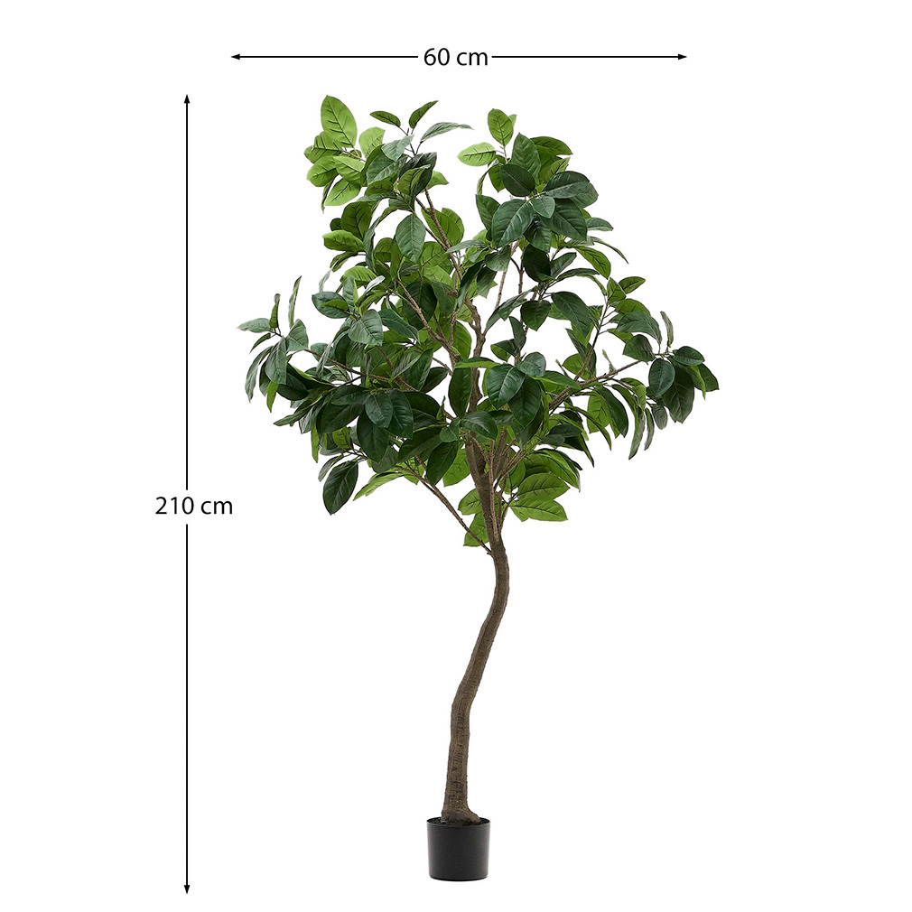 Ficus-tekokasvi
