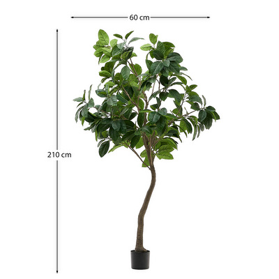 Ficus-tekokasvi
