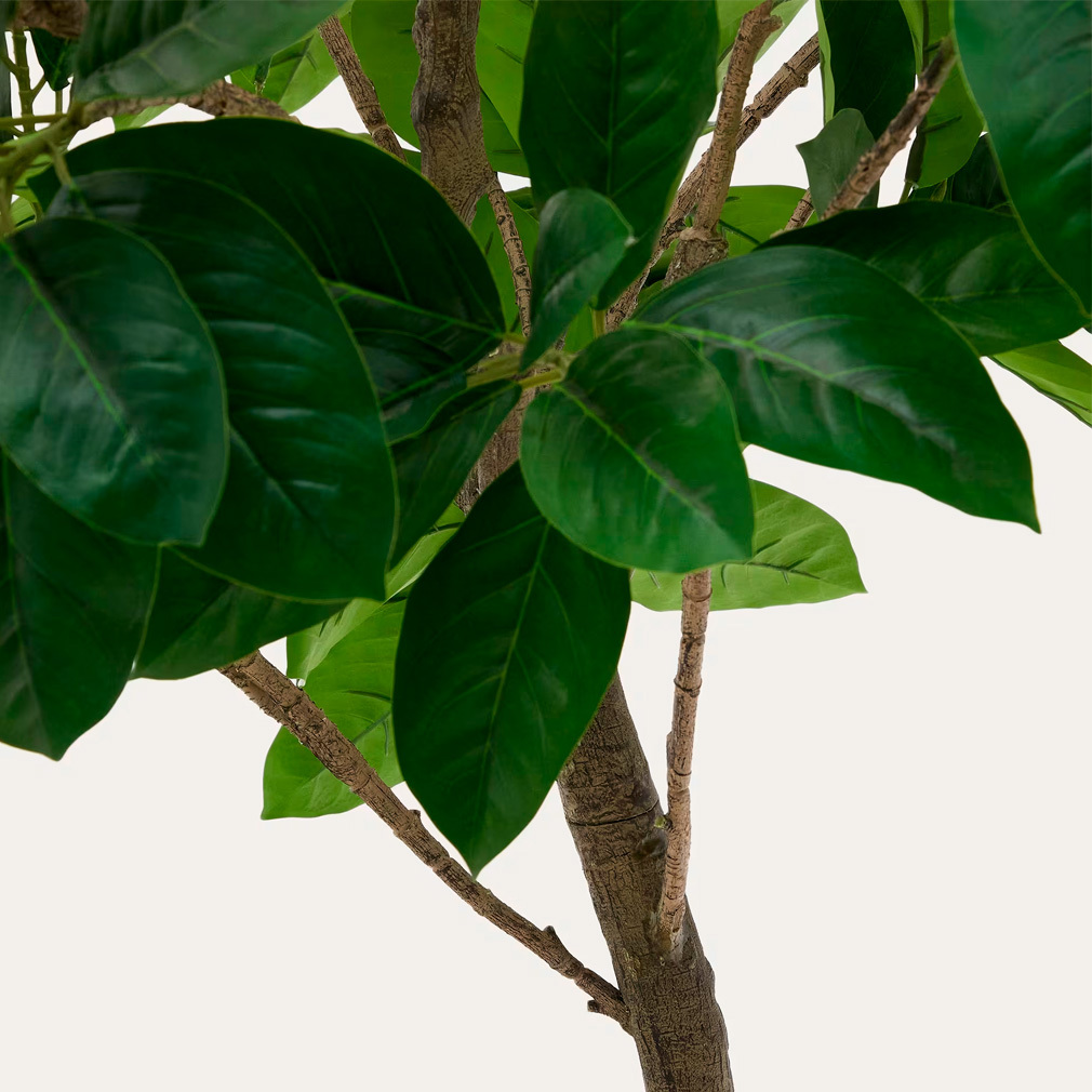 Ficus-tekokasvi