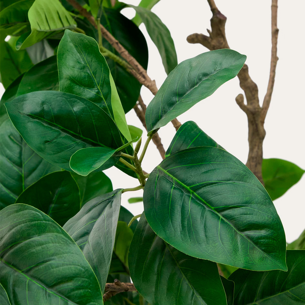 Ficus-tekokasvi