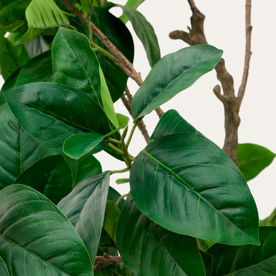 Ficus-tekokasvi