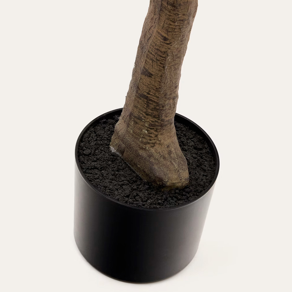Ficus-tekokasvi