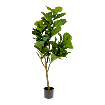 Ficus-tekokasvi