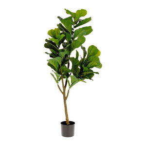 Ficus-tekokasvi, K 150 cm