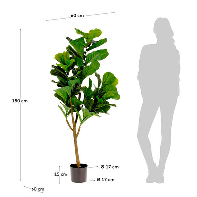 Ficus-tekokasvi