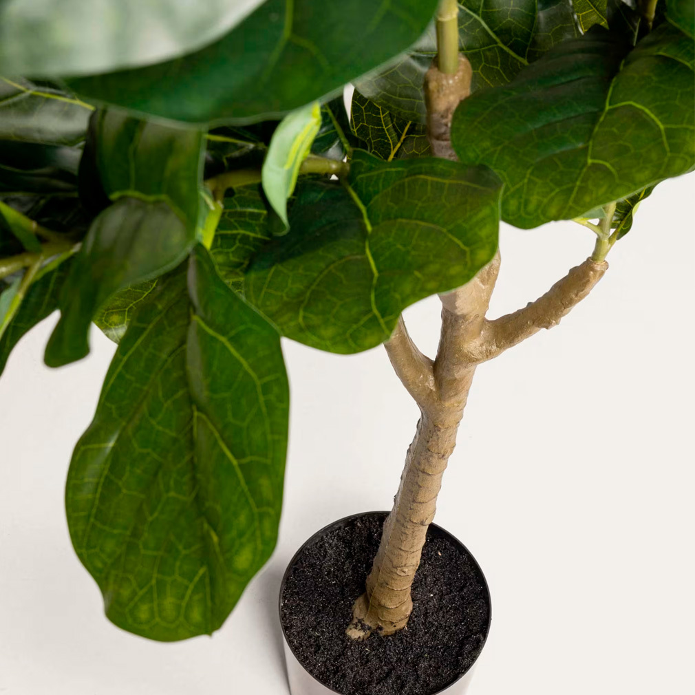 Ficus-tekokasvi