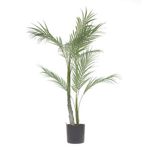 Palmera-tekokasvi, K 70 cm