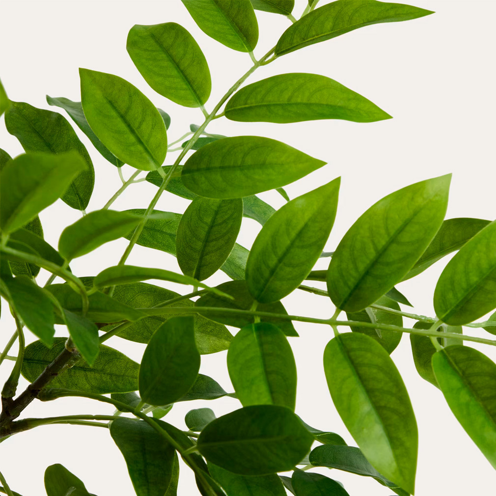 Rhus-tekokasvi