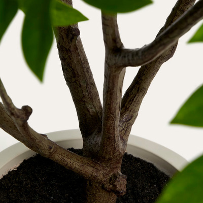 Rhus-tekokasvi