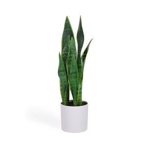 Sansevieria-tekokasvi, K 55 cm