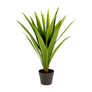 Yucca-tekokasvi, K 80 cm