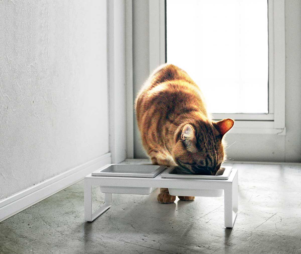 Cat food sale bowl holders